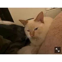 足立 はな