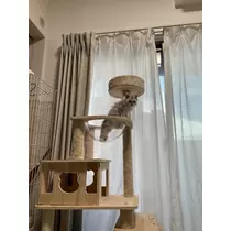 七星 舞冬