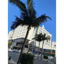 華宮 れい