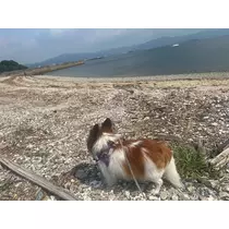 あいら