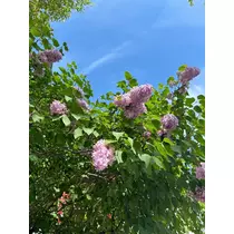 香川 ゆい