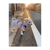 蓮