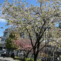 黒川 すみれ