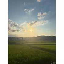 みーたん