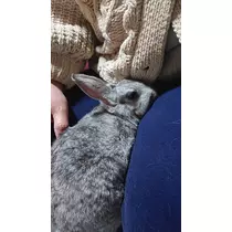 ゆうか