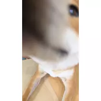 せら