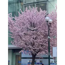 西園寺 ゆきみ