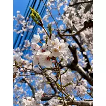 みずき