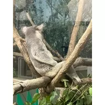 あいり