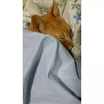 なつき