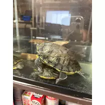 まい