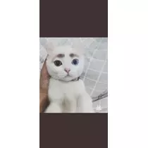 はな