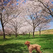 けい