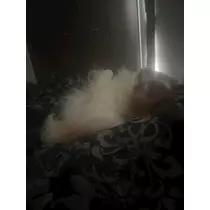 あいら