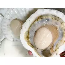 橘 美桜