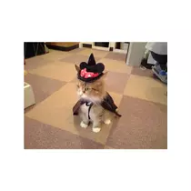蓮見 リア
