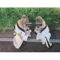 ののか