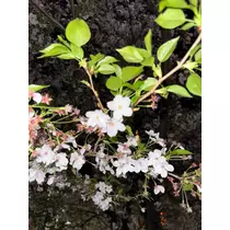 神凪 みお