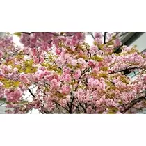 さくら