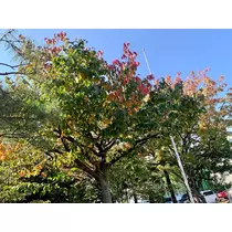咲良 水月