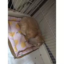 ほのか