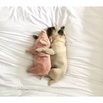 さくら