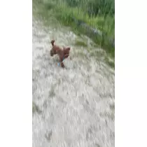 かの