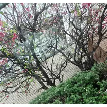 紫音