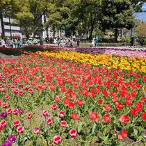 桃 かんな