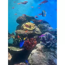 花音