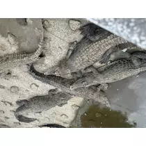 にこる
