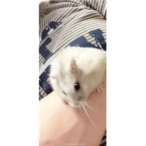 みゅん