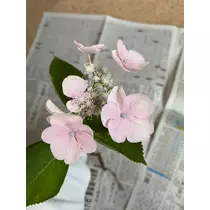 みずき