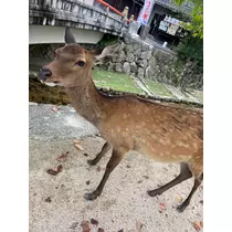 白咲　海月
