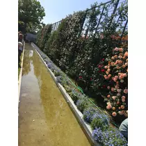 エリカ