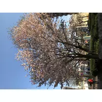 宝條 夏恋