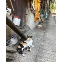 ねね