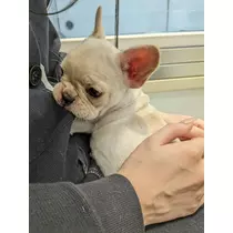 はるか