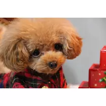 七星 夏純