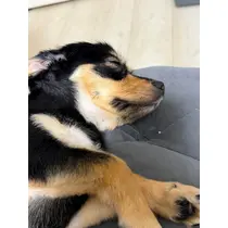 紬 ひかる