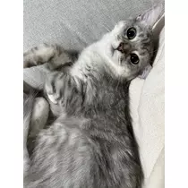 ナギ