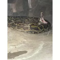 さゆ