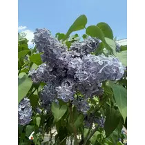 西園寺 ゆきみ