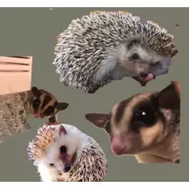 さくら