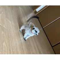 くるみ