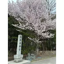黒輝 りさ