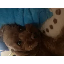 あいか