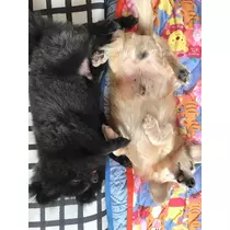 ティナ