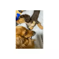 れな