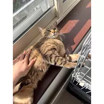黒川 すみれ
